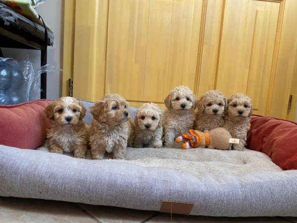 Maltipoo Maltai selyem es Torpe uszkar