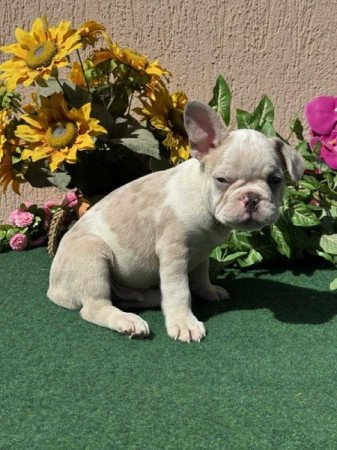 Francia Bulldog