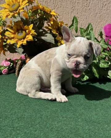 Francia Bulldog