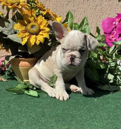 Francia Bulldog