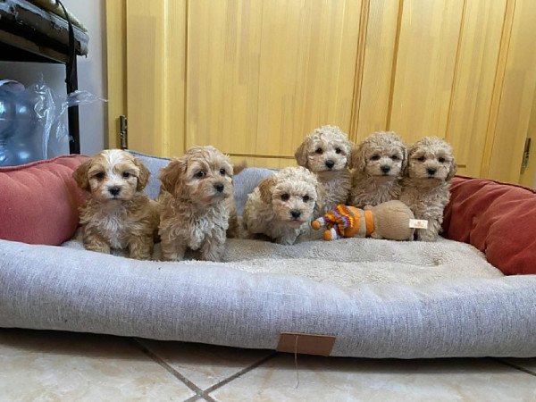 Maltipoo Maltai selyem es Torpe uszkar