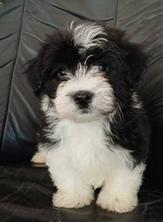 bichon havanese
