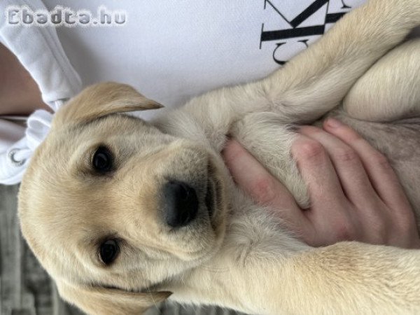 Labrador babák gazdit keresnek