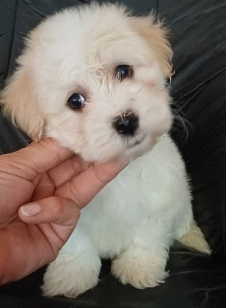 bichon havanese