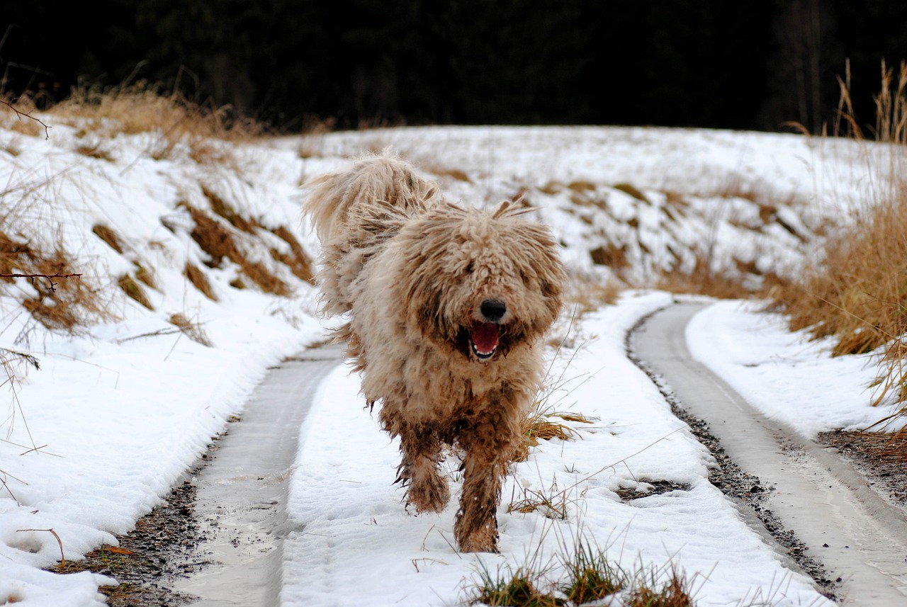 komondor