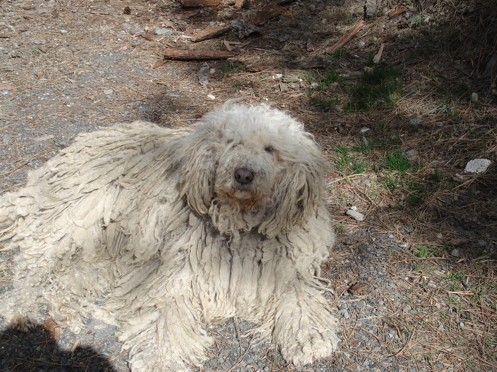 komondor