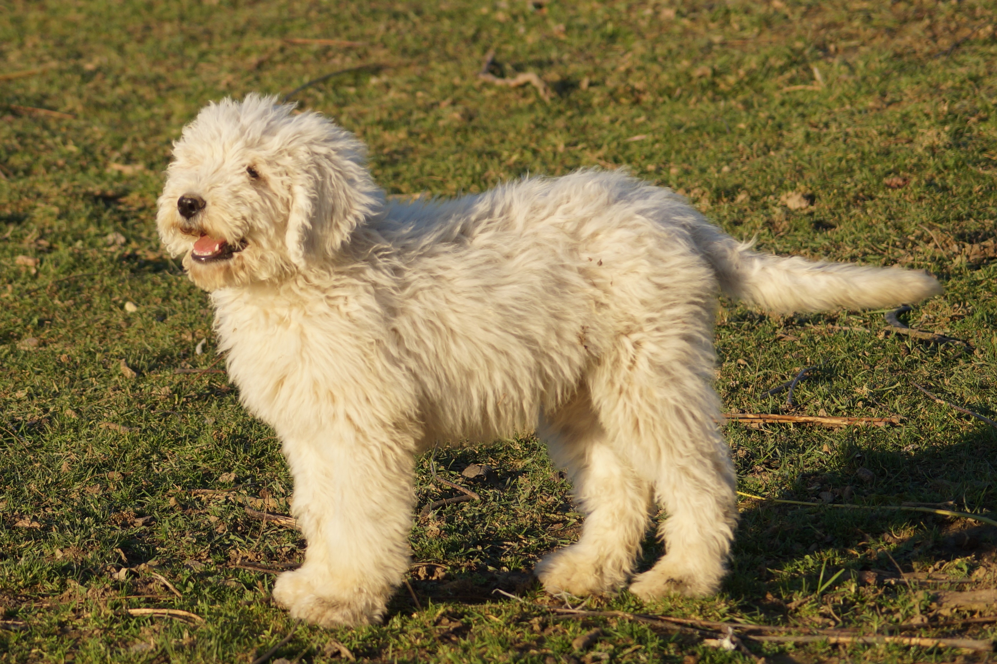 komondor