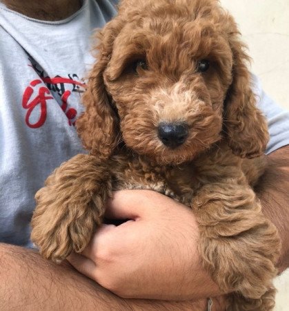 Golden retriever+uszkár goldendoodle