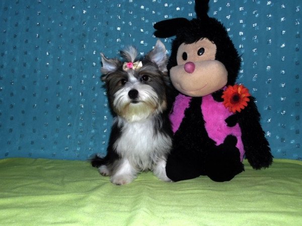 Biewer Yorkshire Terrier Yorki