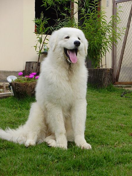 kuvasz