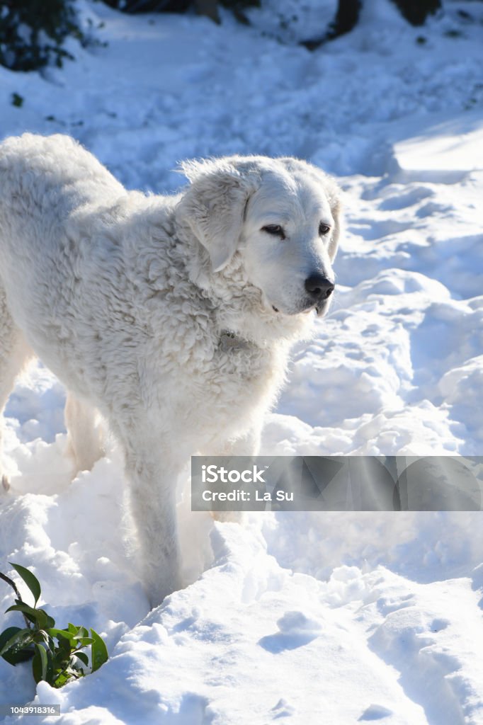 kuvasz