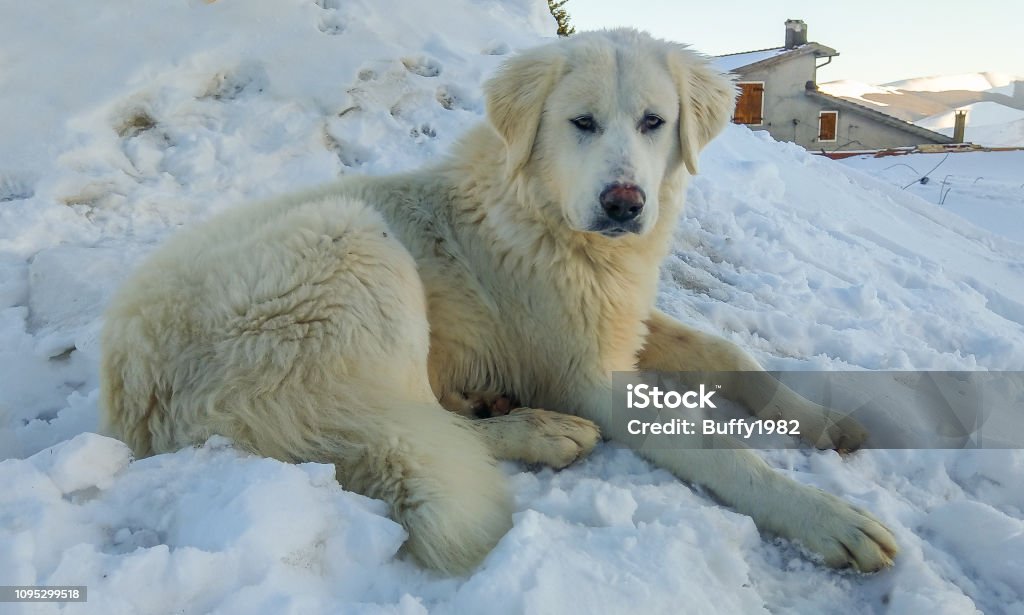 kuvasz