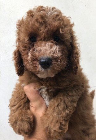 Golden retriever+uszkár goldendoodle