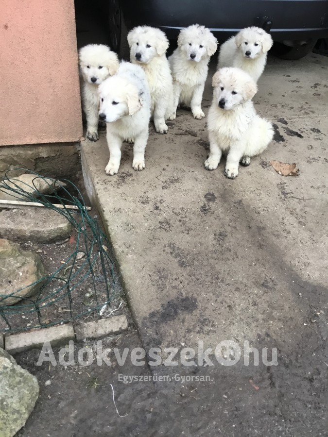 kuvasz