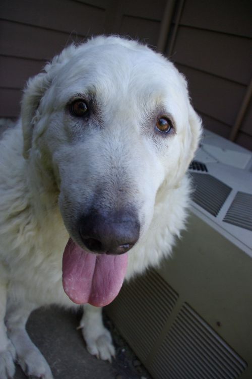 kuvasz