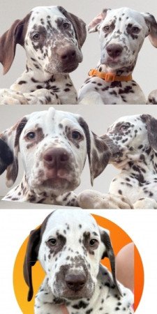 Dalmata