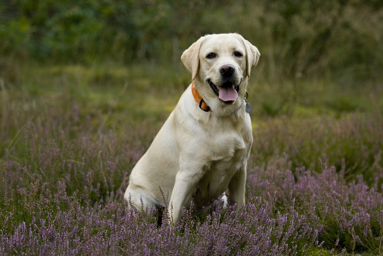 labrador retriever