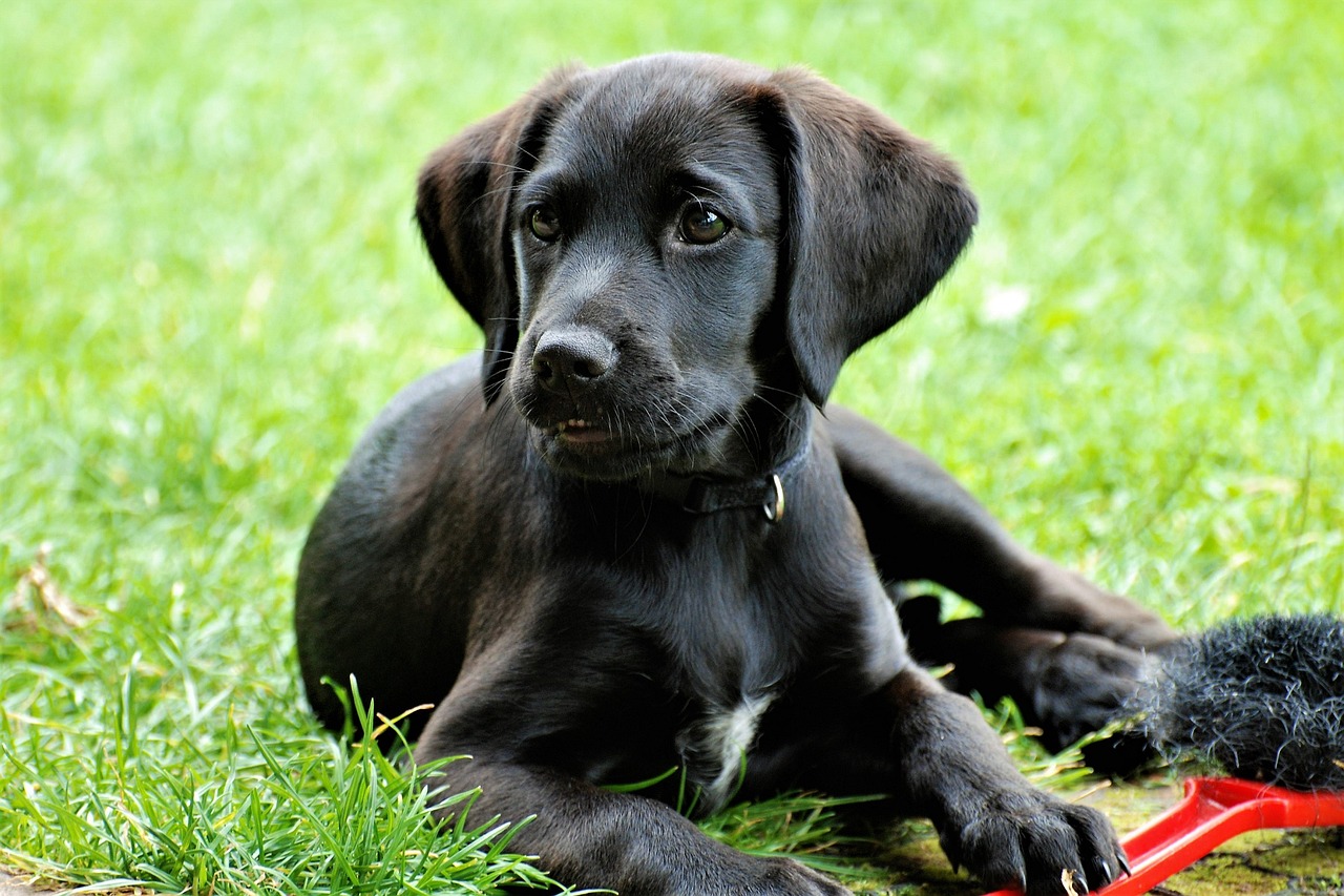 labrador retriever