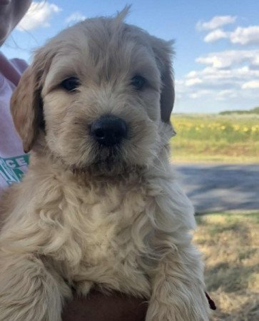 Golden retriever+uszkár goldendoodle