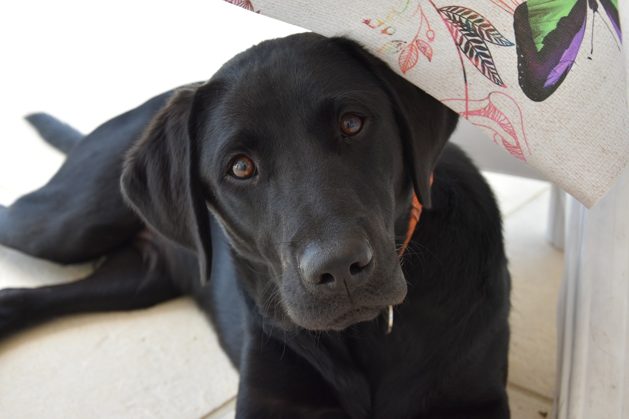 labrador retriever