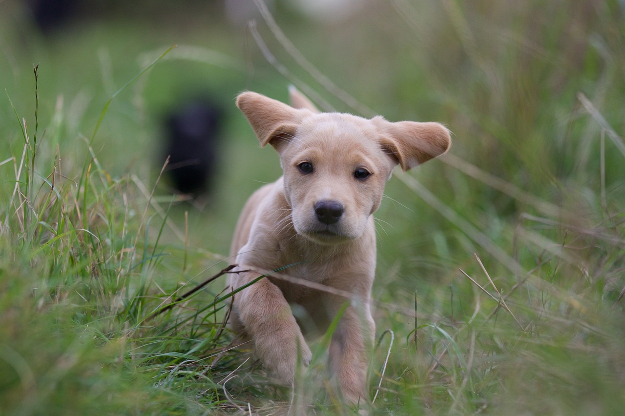 labrador retriever