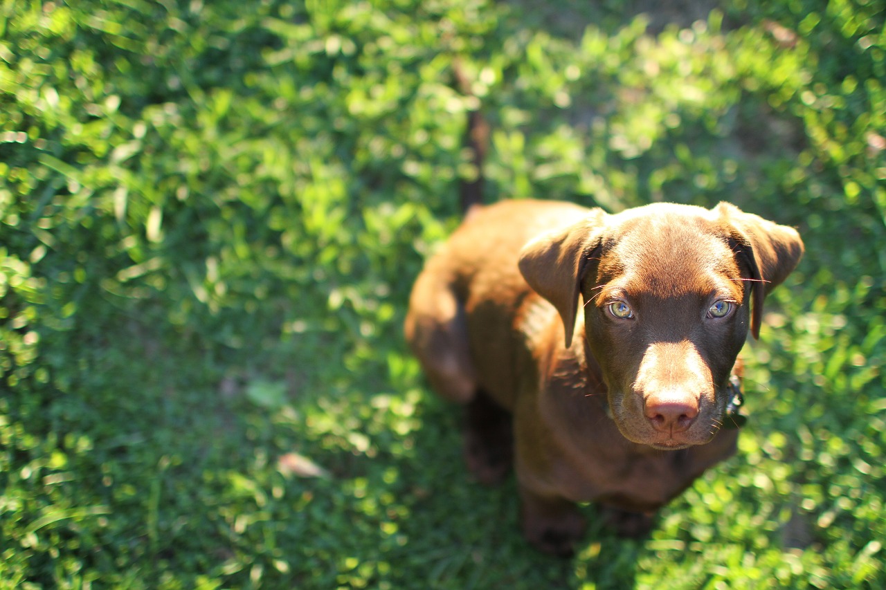 labrador retriever