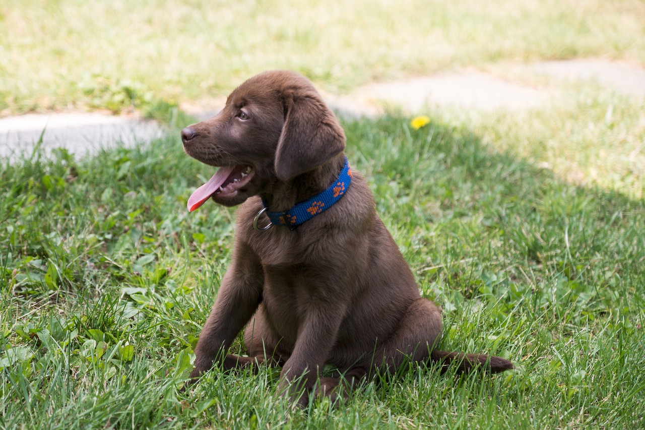 labrador retriever