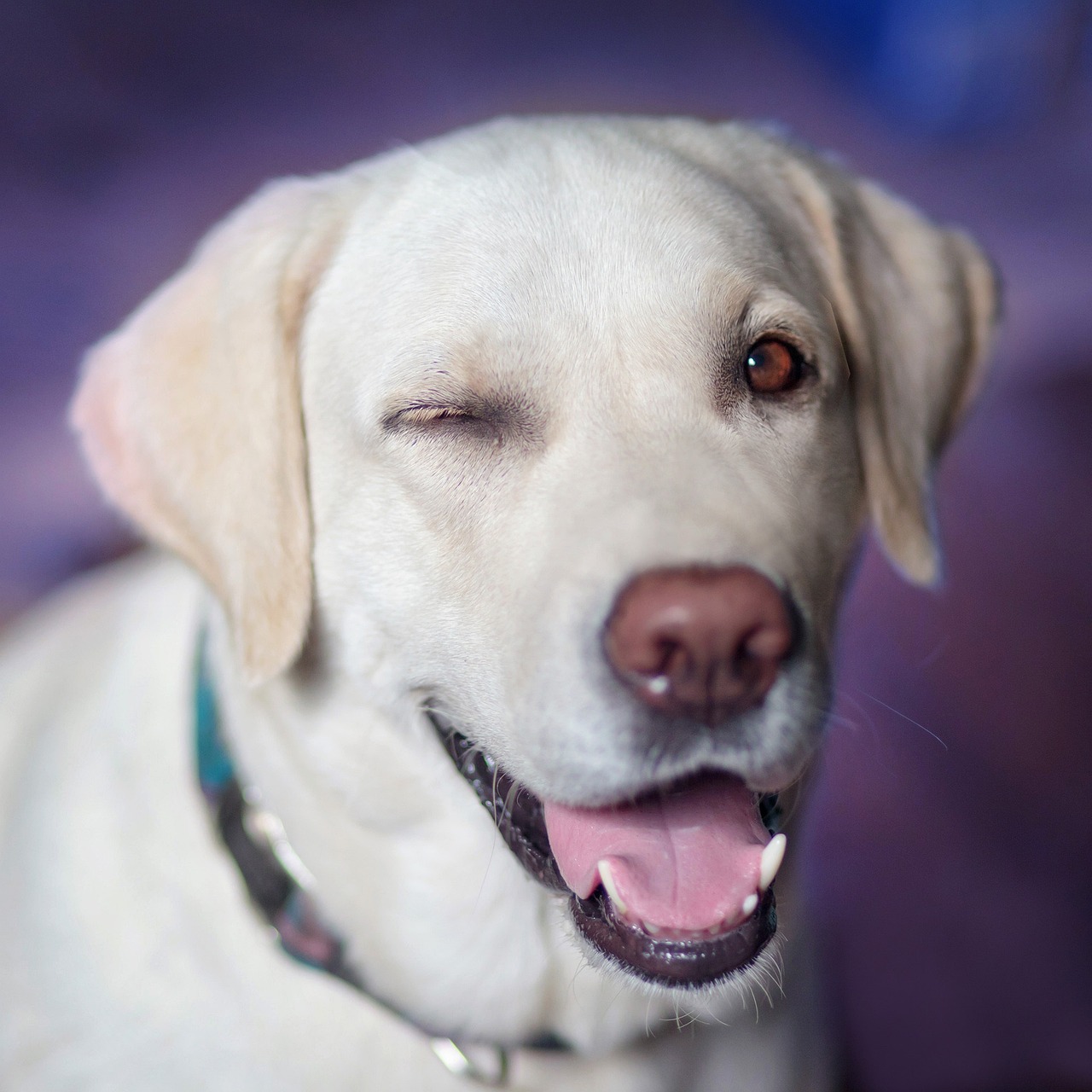 labrador retriever