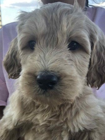 Golden retriever+uszkár goldendoodle