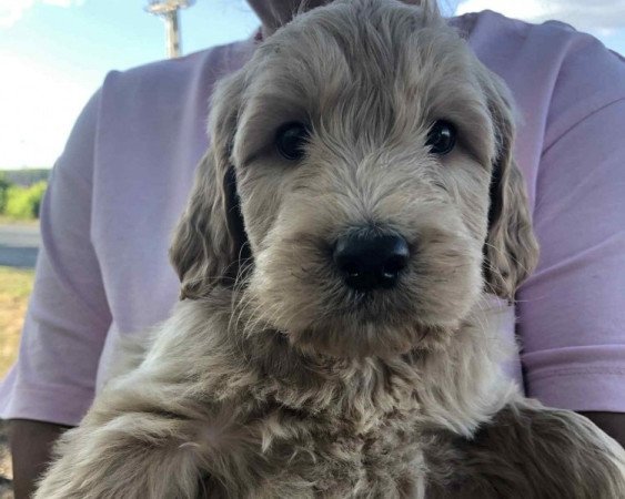 Golden retriever+uszkár goldendoodle