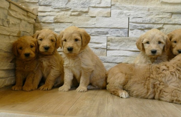 Golden retriever+uszkár goldendoodle