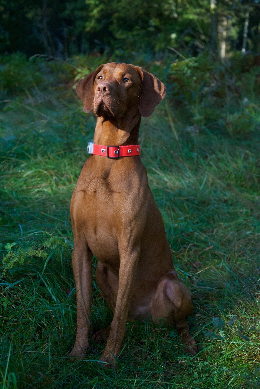 magyar vizsla