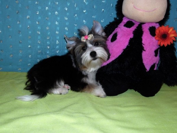 Biewer Yorkshire Terrier Yorki