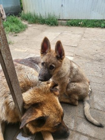 Németjuhász jellegű