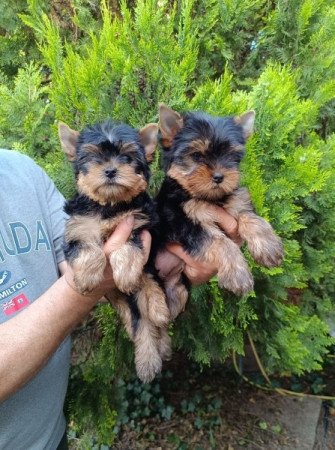 Yorkshire Terrier