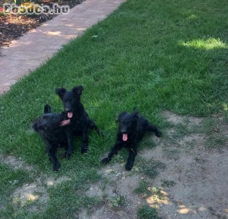 Azonnal elvihető mudi jellegű kiskutya lányok !