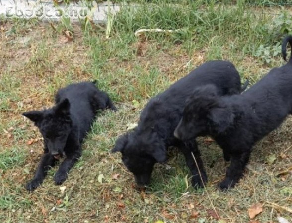 Azonnal elvihető mudi jellegű kiskutya lányok !