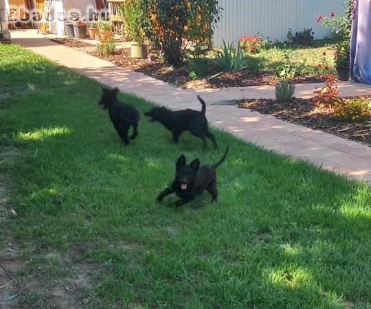 Azonnal elvihető mudi jellegű kiskutya lányok !