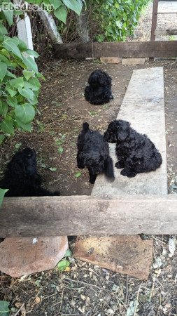 Fekete puli kölykök eladok