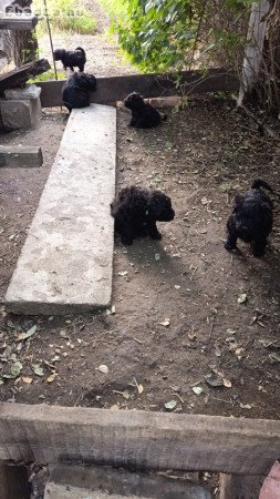 Fekete puli kölykök eladok