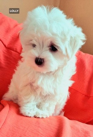 Bichon havanese