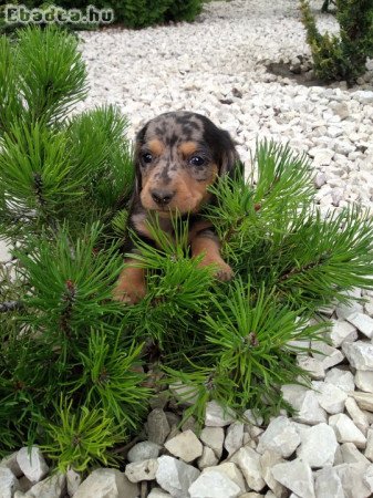 Minőségi Törpe tacskók eladók.