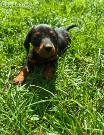 Minőségi Törpe tacskók eladók.