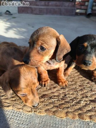 Minőségi Törpe tacskók eladók.