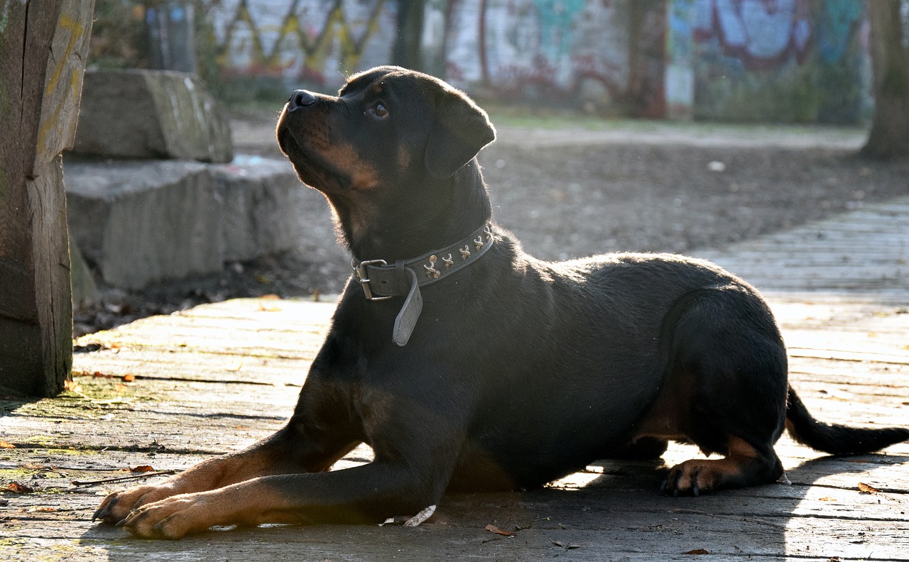 rottweiler