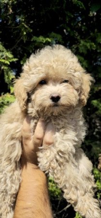 Maltipoo