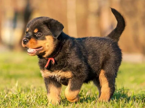 rottweiler