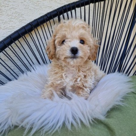 Maltipoo