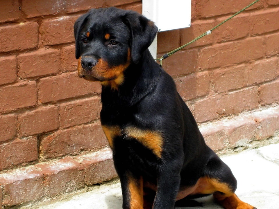 rottweiler