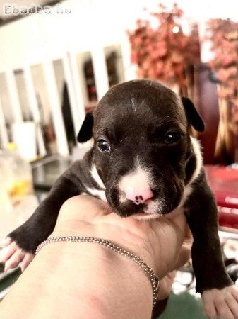 Eladó Amerikai Staffordshire kiskutyák